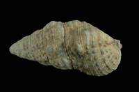 藏品(海蜷蟹守螺)的圖片